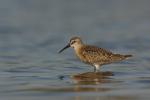 Biegus krzywodzioby - Calidris ferruginea - 붉은갯도요 - Fotografia nr 20100822_5408