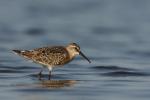 Biegus krzywodzioby - Calidris ferruginea - 붉은갯도요 - Fotografia nr 20100822_5421