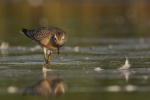 Biegus rdzawy - Calidris canutus - 붉은가슴도요 - Fotografia nr 20100823_5129