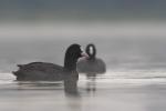 Łyska - Fulica atra - 물닭 - Fotografia nr 20100904_6233