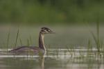 Perkoz dwuczuby - Podiceps cristatus - 뿔논병아리 - Fotografia nr 20100904_6259