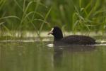 Łyska - Fulica atra - 물닭 - Fotografia nr 20100904_6280