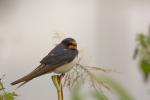 Jaskółka dymówka - Hirundo rustica - 제비 - Fotografia nr 20100904_6328