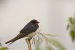 Jaskółka dymówka - Hirundo rustica - 제비 - Fotografia nr 20100904_6329