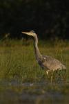Czapla siwa - Ardea cinerea - 왜가리 - Fotografia nr 20100919_6708