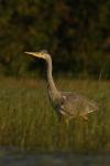 Czapla siwa - Ardea cinerea - 왜가리 - Fotografia nr 20100919_6720