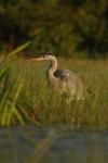 Czapla siwa - Ardea cinerea - 왜가리 - Fotografia nr 20100919_6723