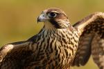 Białozór - Falco rusticolus - 흰매 - Fotografia nr 20100924_7155