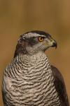 Jastrząb gołębiarz - Accipiter gentilis - 참매 - Fotografia nr 20100924_7197