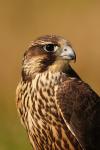Białozór - Falco rusticolus - 흰매 - Fotografia nr 20100924_7199