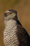 Jastrząb gołębiarz - Accipiter gentilis - 참매 - Fotografia nr 20100924_7219