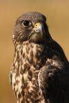 Białozór - Falco rusticolus - 흰매 - Fotografia nr 20100924_7230