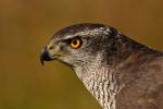 Jastrząb gołębiarz - Accipiter gentilis - 참매 - Fotografia nr 20100924_7284