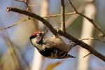 Dzięciołek - Dendrocopos minor - 쇠오색딱다구리 - Fotografia nr 20100924_9121