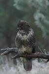 Myszołów zwyczajny - Buteo buteo - 말똥가리 - Fotografia nr 20101010_8114