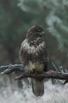 Myszołów zwyczajny - Buteo buteo - 말똥가리 - Fotografia nr 20101010_8118