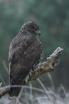Myszołów zwyczajny - Buteo buteo - 말똥가리 - Fotografia nr 20101010_8124