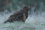 Myszołów zwyczajny - Buteo buteo - 말똥가리 - Fotografia nr 20101010_8174