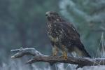 Myszołów zwyczajny - Buteo buteo - 말똥가리 - Fotografia nr 20101010_8271