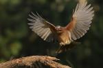 Sójka - Garrulus glandarius - 어치 - Fotografia nr 20101023_9089