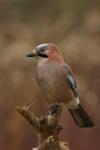 Sójka - Garrulus glandarius - 어치 - Fotografia nr 20101024_9143