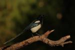 Sroka - Pica pica - 까치 - Fotografia nr 20101114_0032
