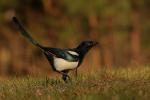 Sroka - Pica pica - 까치 - Fotografia nr 20101114_0063