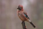 Sójka - Garrulus glandarius - 어치 - Fotografia nr 20101121_0082