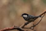 Sikora sosnówka - Periparus ater - 진박새 - Fotografia nr 20101121_0281