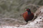 Bażant - Phasianus colchicus - 꿩 - Fotografia nr 20101127_0426