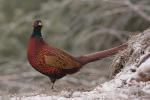 Bażant - Phasianus colchicus - 꿩 - Fotografia nr 20101127_0428