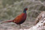 Bażant - Phasianus colchicus - 꿩 - Fotografia nr 20101127_0432
