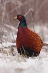 Bażant - Phasianus colchicus - 꿩 - Fotografia nr 20101127_0471