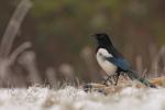 Sroka - Pica pica - 까치 - Fotografia nr 20101127_0511