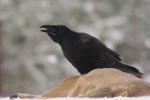 Kruk - Corvus corax - 큰까마귀 - Fotografia nr 20101128_0571