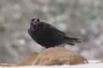 Kruk - Corvus corax - 큰까마귀 - Fotografia nr 20101128_0573