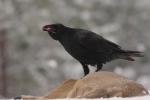 Kruk - Corvus corax - 큰까마귀 - Fotografia nr 20101128_0574