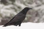 Kruk - Corvus corax - 큰까마귀 - Fotografia nr 20101128_0576