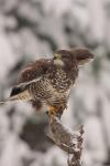 Myszołów zwyczajny - Buteo buteo - 말똥가리 - Fotografia nr 20101204_0673