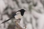 Sroka - Pica pica - 까치 - Fotografia nr 20101205_0614