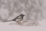 Sroka - Pica pica - 까치 - Fotografia nr 20101205_0712
