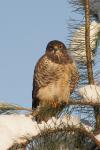 Myszołów zwyczajny - Buteo buteo - 말똥가리 - Fotografia nr 20101205_0747