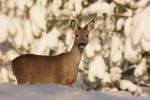 Sarna - Capreolus capreolus - 노루 - Fotografia nr 20101205_0759