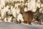 Sarna - Capreolus capreolus - 노루 - Fotografia nr 20101205_0763