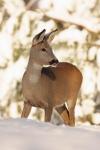 Sarna - Capreolus capreolus - 노루 - Fotografia nr 20101205_0769