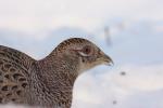 Bażant - Phasianus colchicus - 꿩 - Fotografia nr 20101205_0779