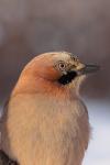 Sójka - Garrulus glandarius - 어치 - Fotografia nr 20101205_0814