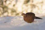 Bażant - Phasianus colchicus - 꿩 - Fotografia nr 20101205_0828