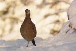 Bażant - Phasianus colchicus - 꿩 - Fotografia nr 20101205_0844