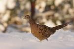 Bażant - Phasianus colchicus - 꿩 - Fotografia nr 20101205_0852